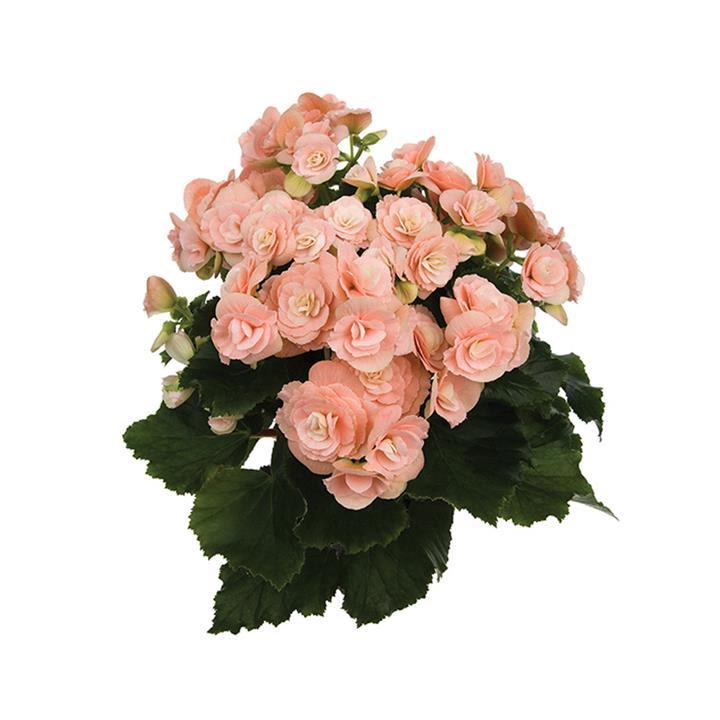 Begonia Reiger Binos soft pink