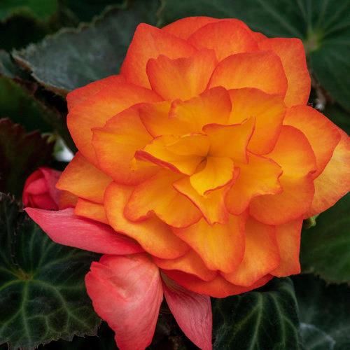 Begonia tubereux Nonstop® fire