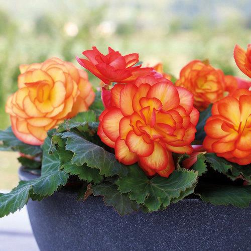 Begonia tubereux Nonstop® fire