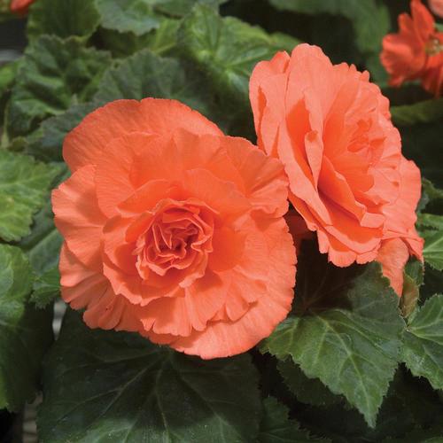 Begonia tubereux Nonstop® saumon profond