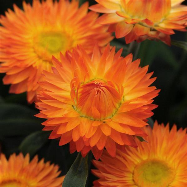 Bracteantha Mohave™ Apricot