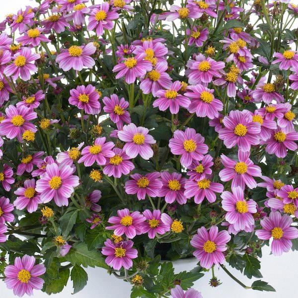 Bidens Pretty In Pink™