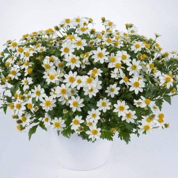 Bidens White Delight™