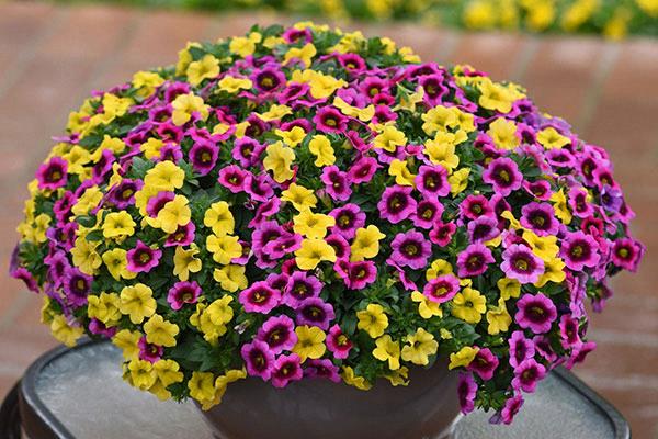 Calibrachoa Conga™ Mix (jaune/rose kiss)