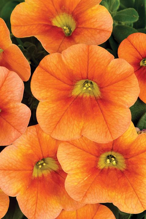 Calibrachoa Calitastic® Pumpkin spice (Papaya)