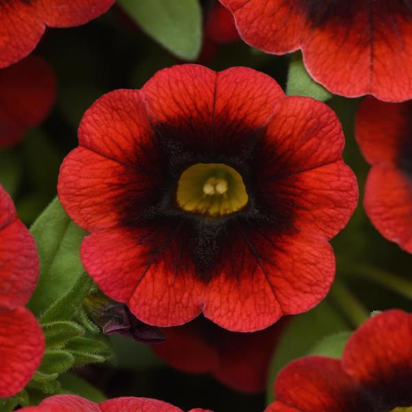 Calibrachoa Cha-Cha™ Red Kiss