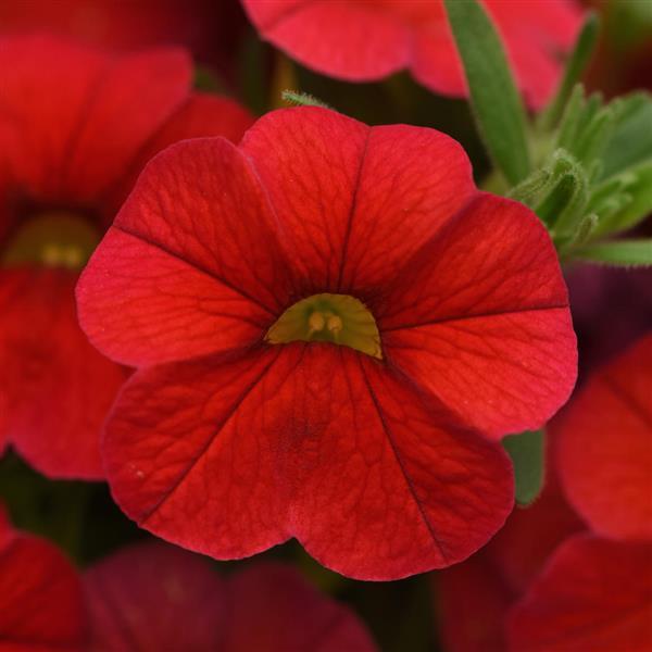 Calibrachoa Cha-Cha™ Red 