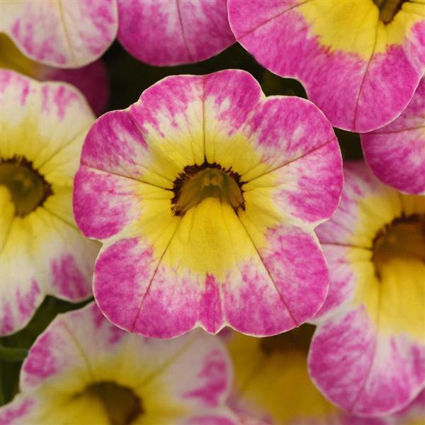 Calibrachoa Cha-Cha™ Hot Pink