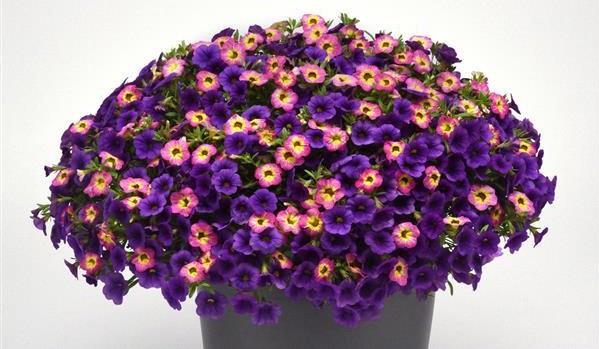 Calibrachoa MixMasters™ Diva La Vida