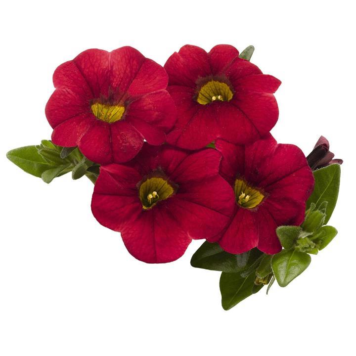 Calibrachoa Aloha Kona Dark Red