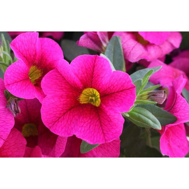 Calibrachoa Aloha Kona Fuchsia