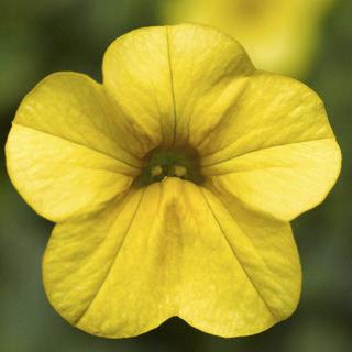 Calibrachoa Callie® Yellow