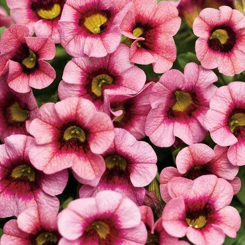 Calibrachoa Superbells® Strawberry Punch