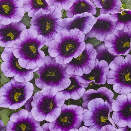 Calibrachoa Superbells® Blue Moon Punch™