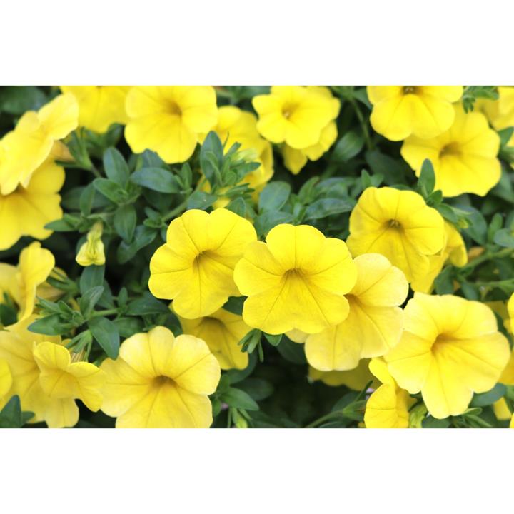 Calibrachoa Aloha Kona yellow