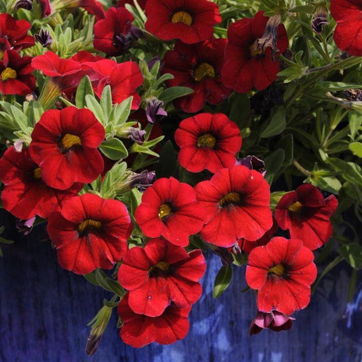 Calibrachoa Unique Dark Red