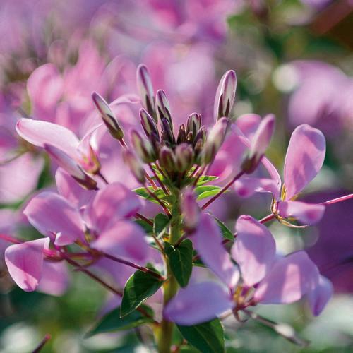 Cleome Señorita Rosalita®  