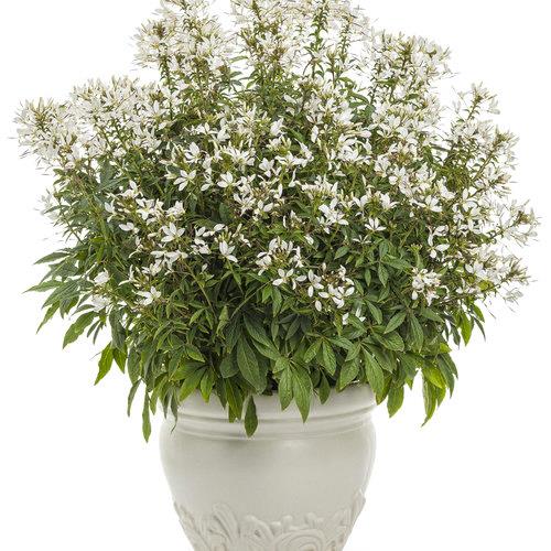 Cleome Señorita Blanca®