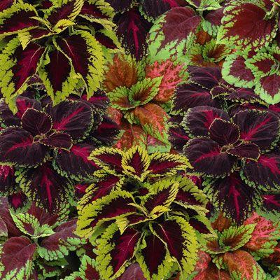 Coleus Kong® (couleurs mixtes)