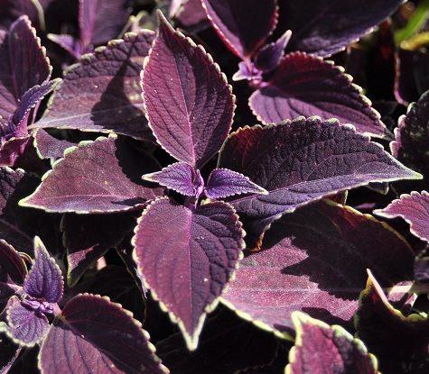 Coleus noir (Dark Star)