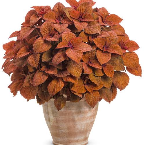 Coleus ColorBlaze® Sedona Sunset®