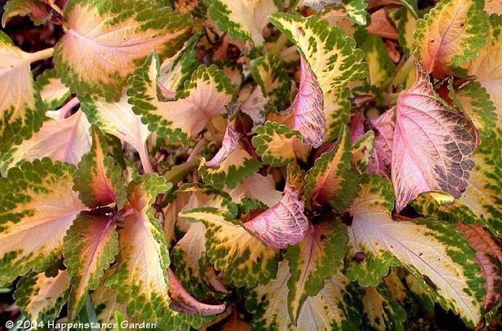 Coleus Savannah 'Amora'