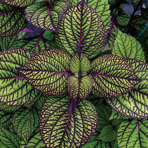 Coleus 'Fishnet Stockings'