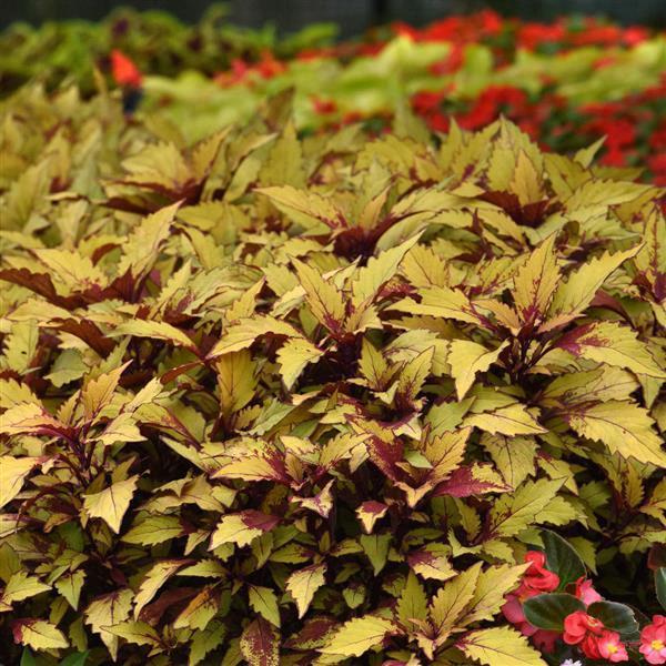 Coleus Premium Sun 'Pineapple Surprise'