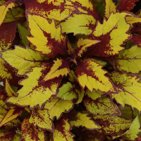 Coleus Premium Sun 'Pineapple Surprise'