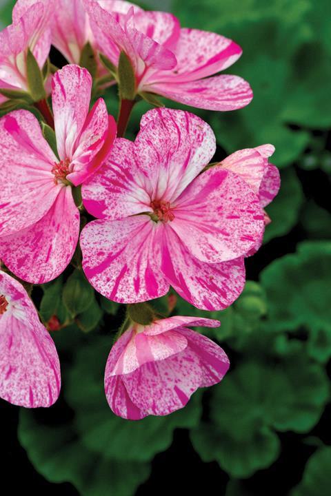 Geranium (double) pink bicolore (Glitter™)