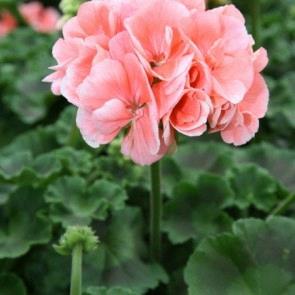 Geranium (double) rose saumon/salmon pink (Re-Al® Alhena)