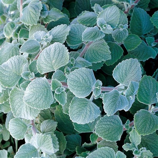 Plectranthus coleoides Nicoletta