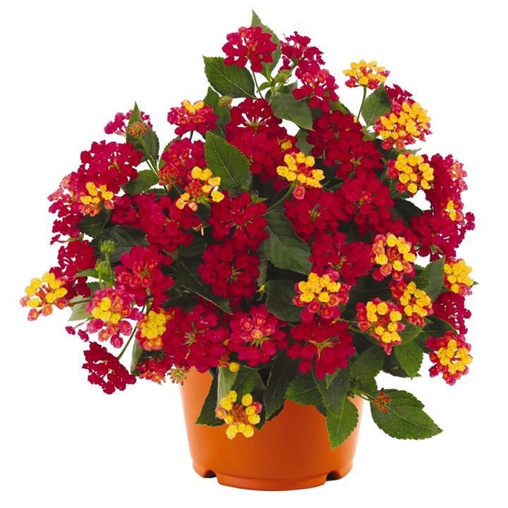 Lantana camara Havana® Cherry