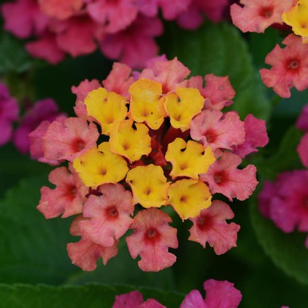 Lantana camara Bloomify™ Rose