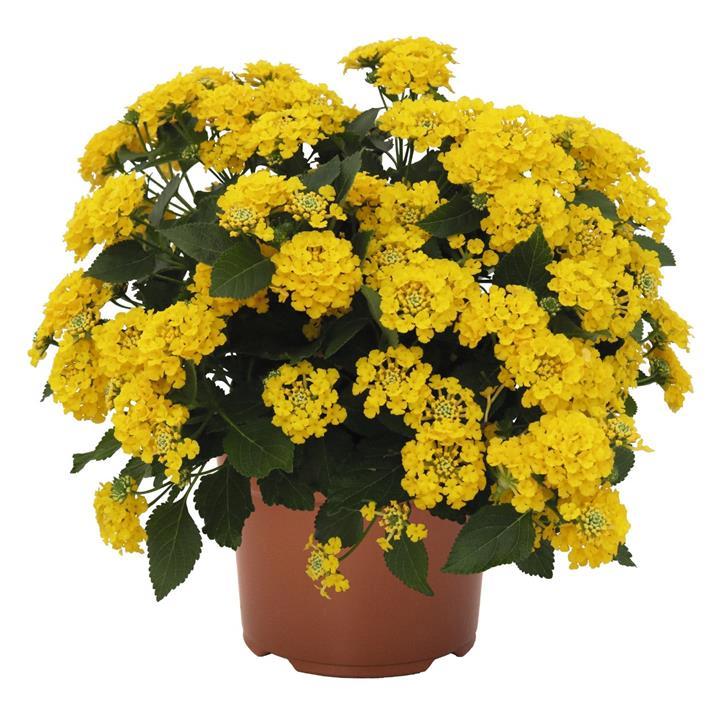 Lantana camara Havana® Gold