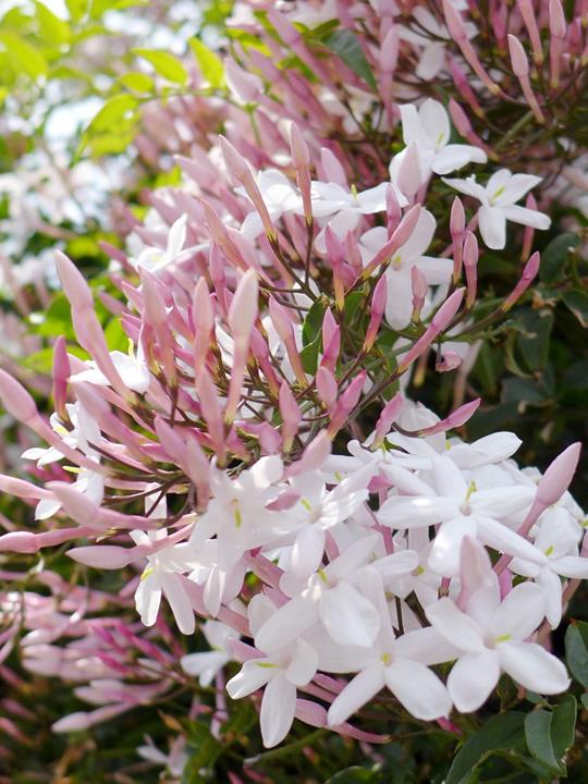 Jasmine polyanthum