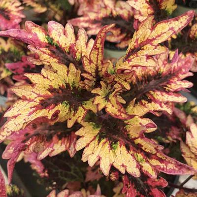 Coleus multicolore (Under the Sea™ Barracuda)