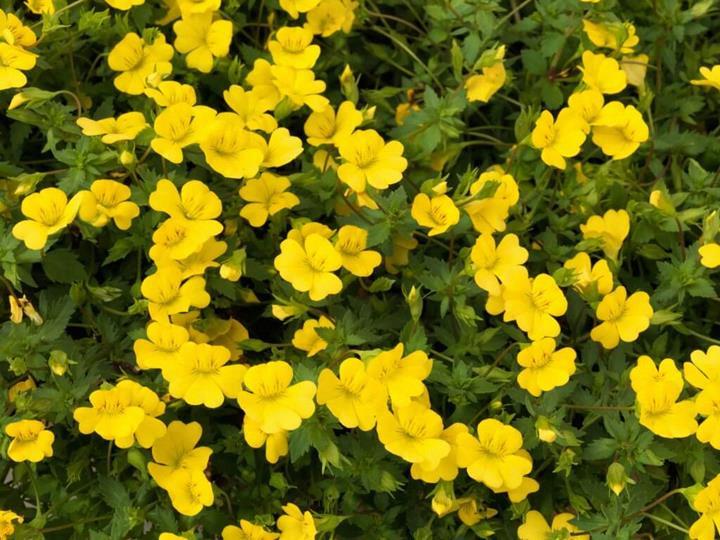 Mercadonia Magic Carpet™ yellow