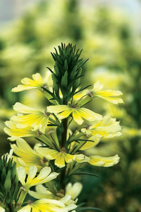 Scaevola Scalora® Suntastic Improved