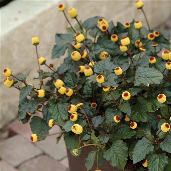 Spilanthes Peek-A-Boo