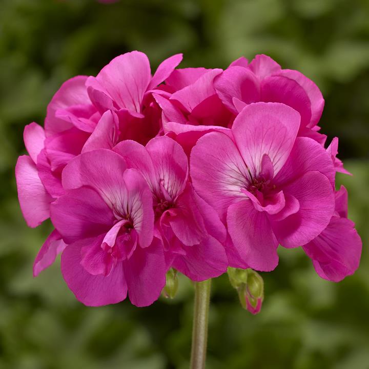 Geranium (interspécifique) Calliope® Large Hot Pink