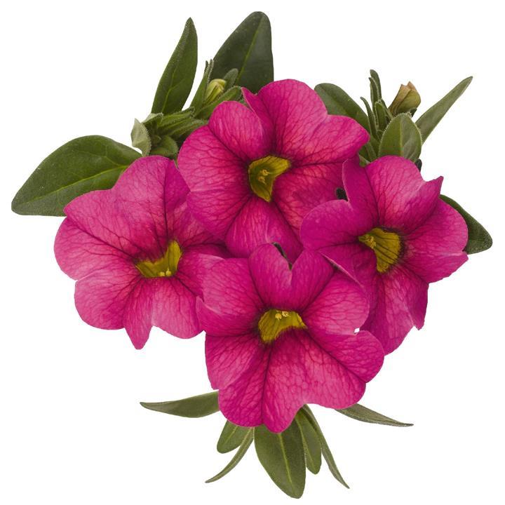 Calibrachoa Aloha Kona Hot Pink