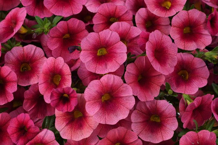Calibrachoa Colibri™ Malibu Hot Pink