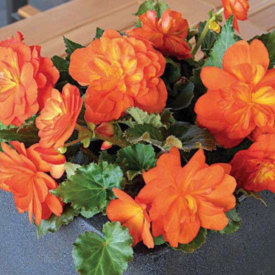 Begonia tubereux Nonstop® Sunset