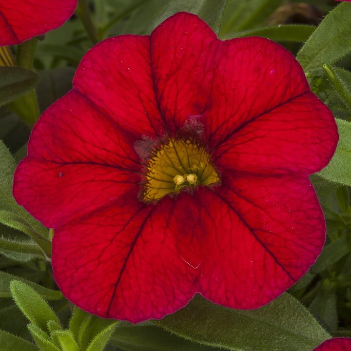 Calibrachoa Callie® Dark Red