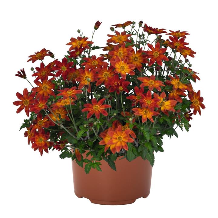 Bidens Bidy® Boom Red