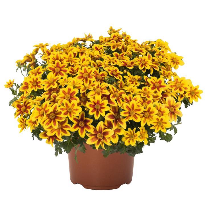 Bidens Bidy® Boom Red