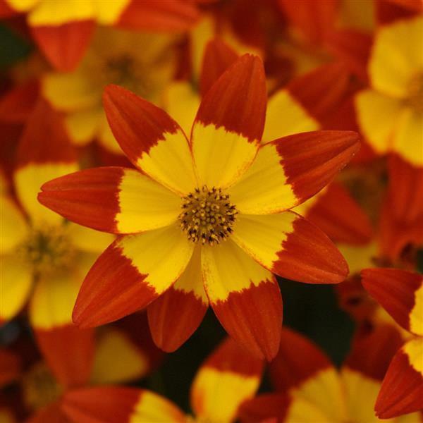 Bidens Namid™ Red with Yellow Eye