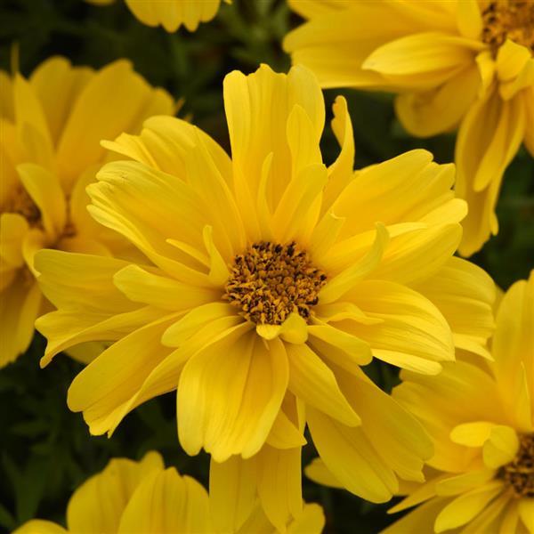 Bidens Sun Drop Double Yellow