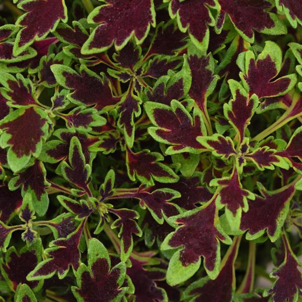 Coleus MicroBlaze™ Matchsticks